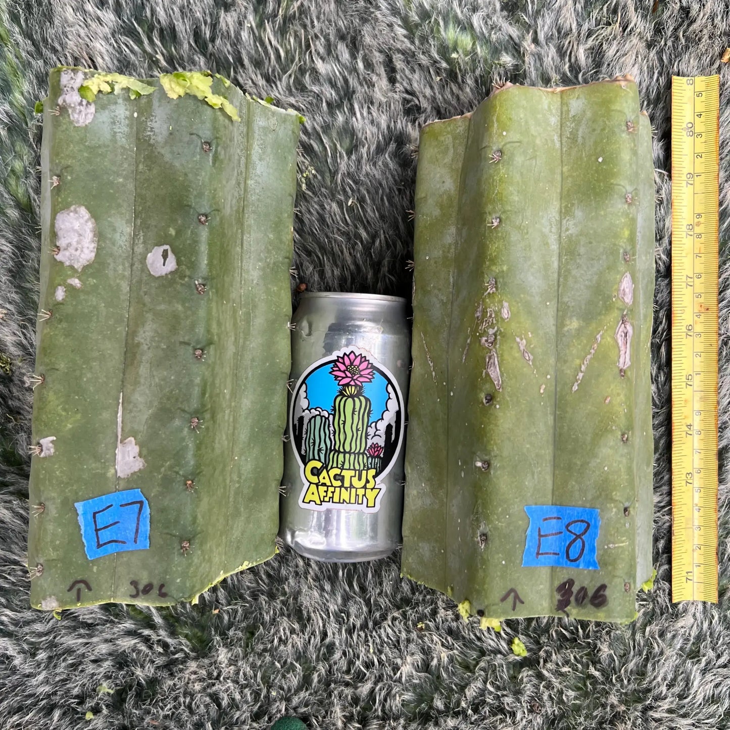 pach JS306 - E7 8” center cutting - live cactus plant