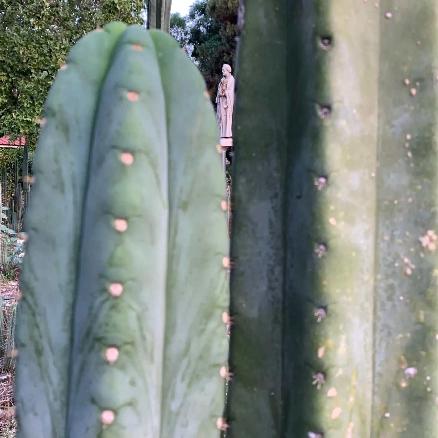 pach JS306 - live cactus plant