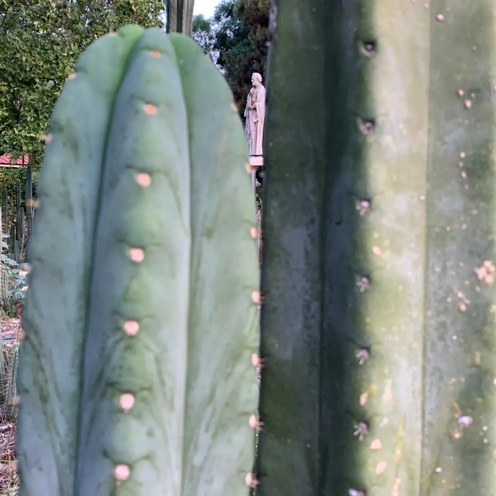 pach JS306 - live cactus plant