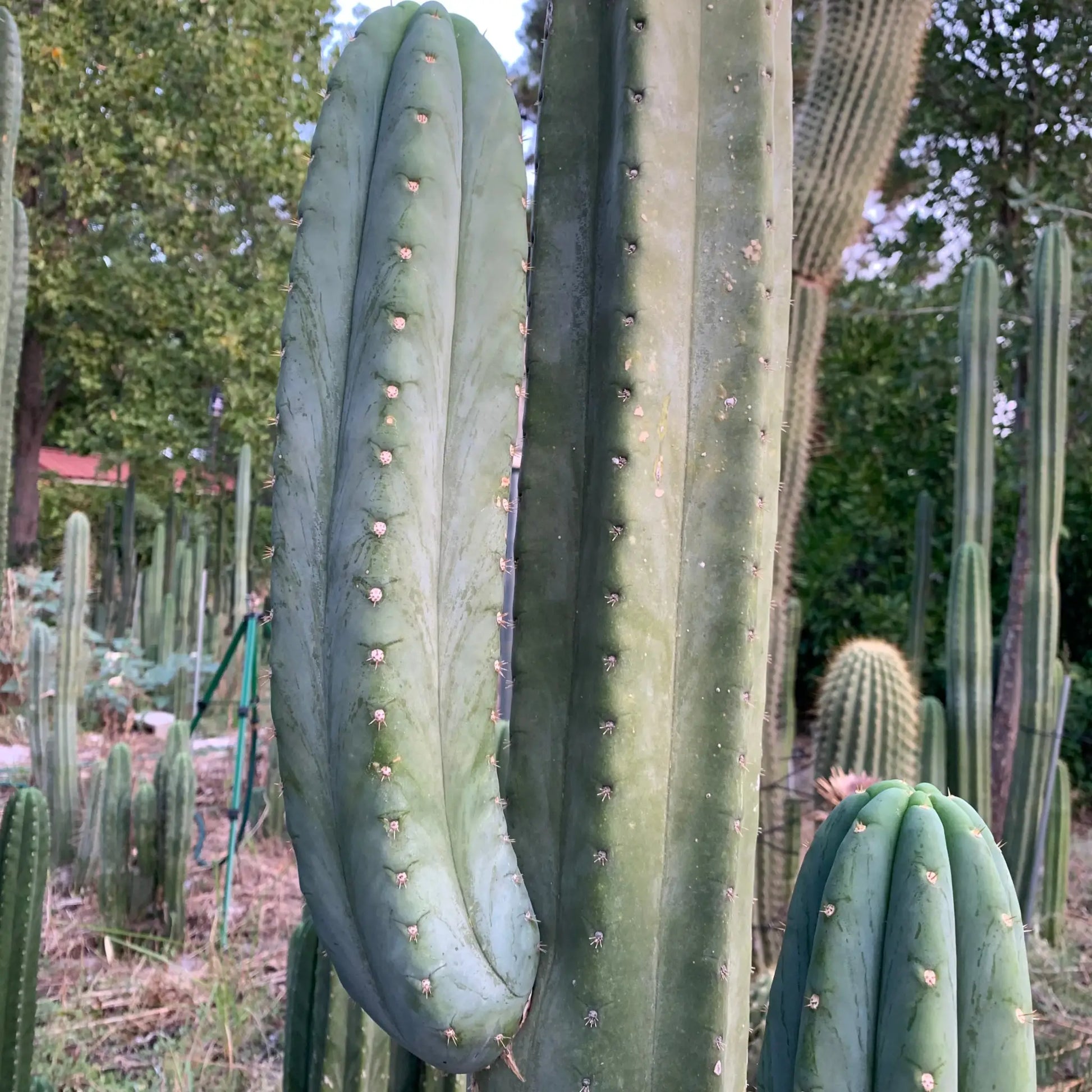 pach JS306 - live cactus plant