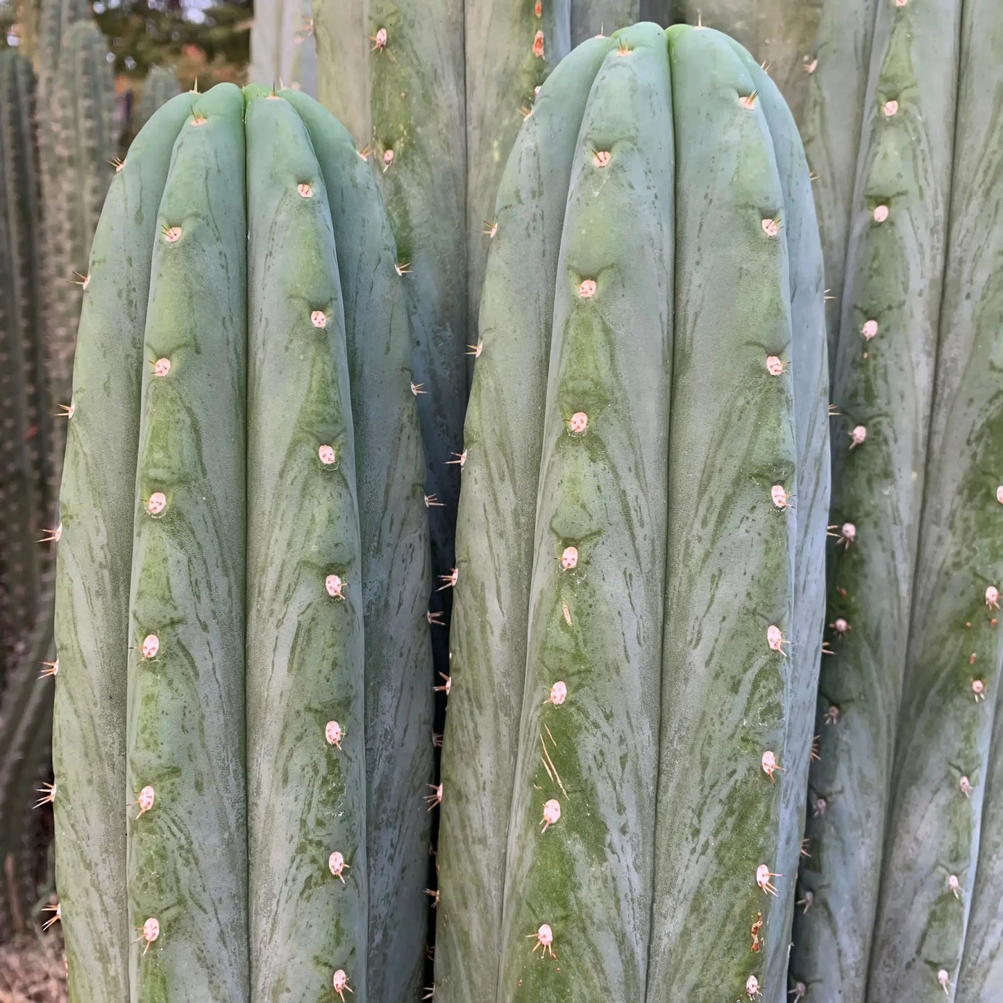 pach JS306 - live cactus plant