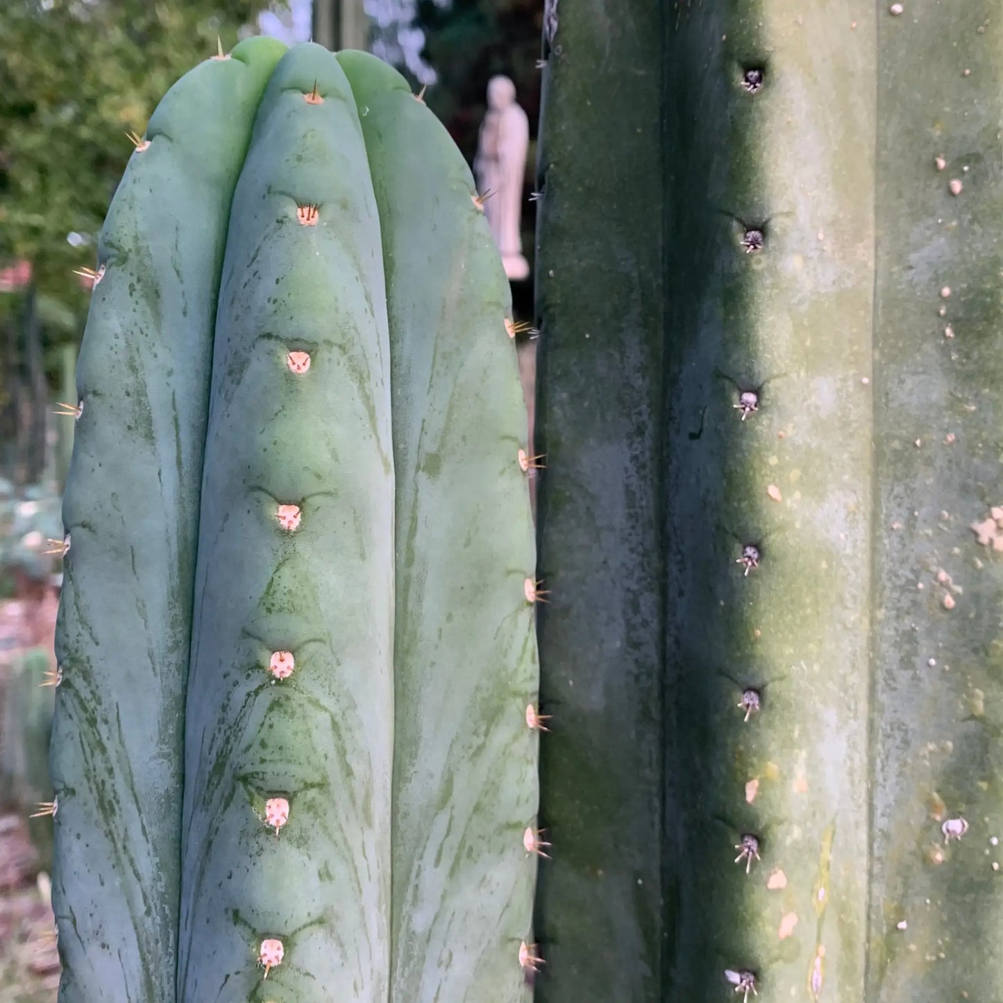 pach JS306 - live cactus plant