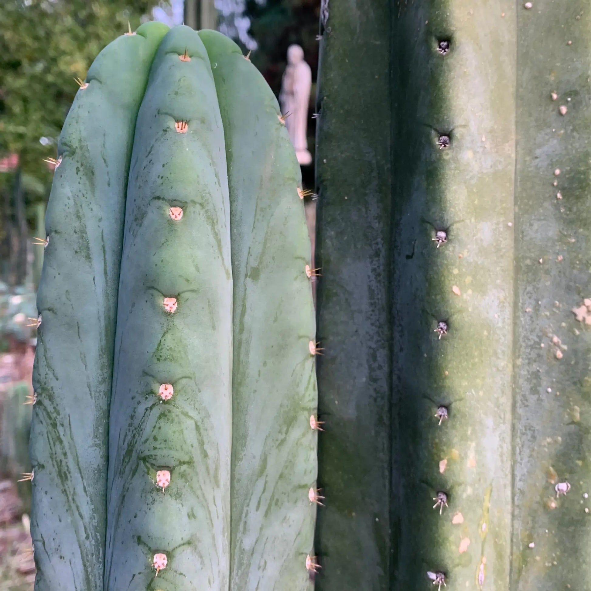 pach JS306 - live cactus plant