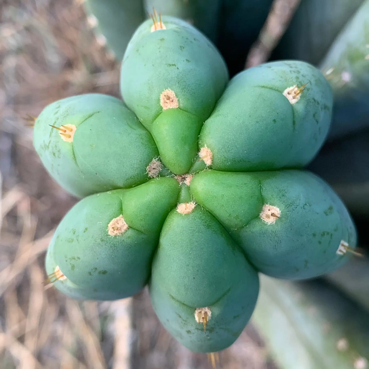 pach JS306 - live cactus plant