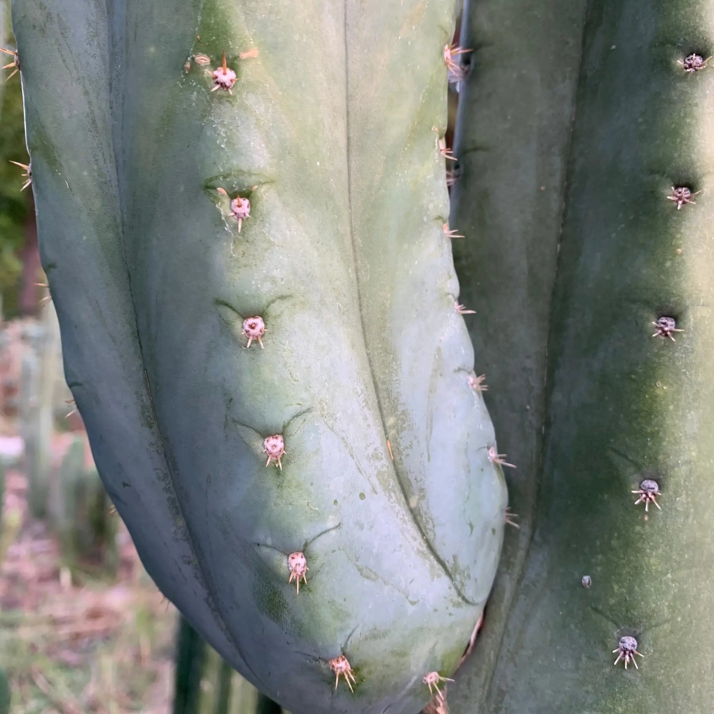 pach JS306 - live cactus plant