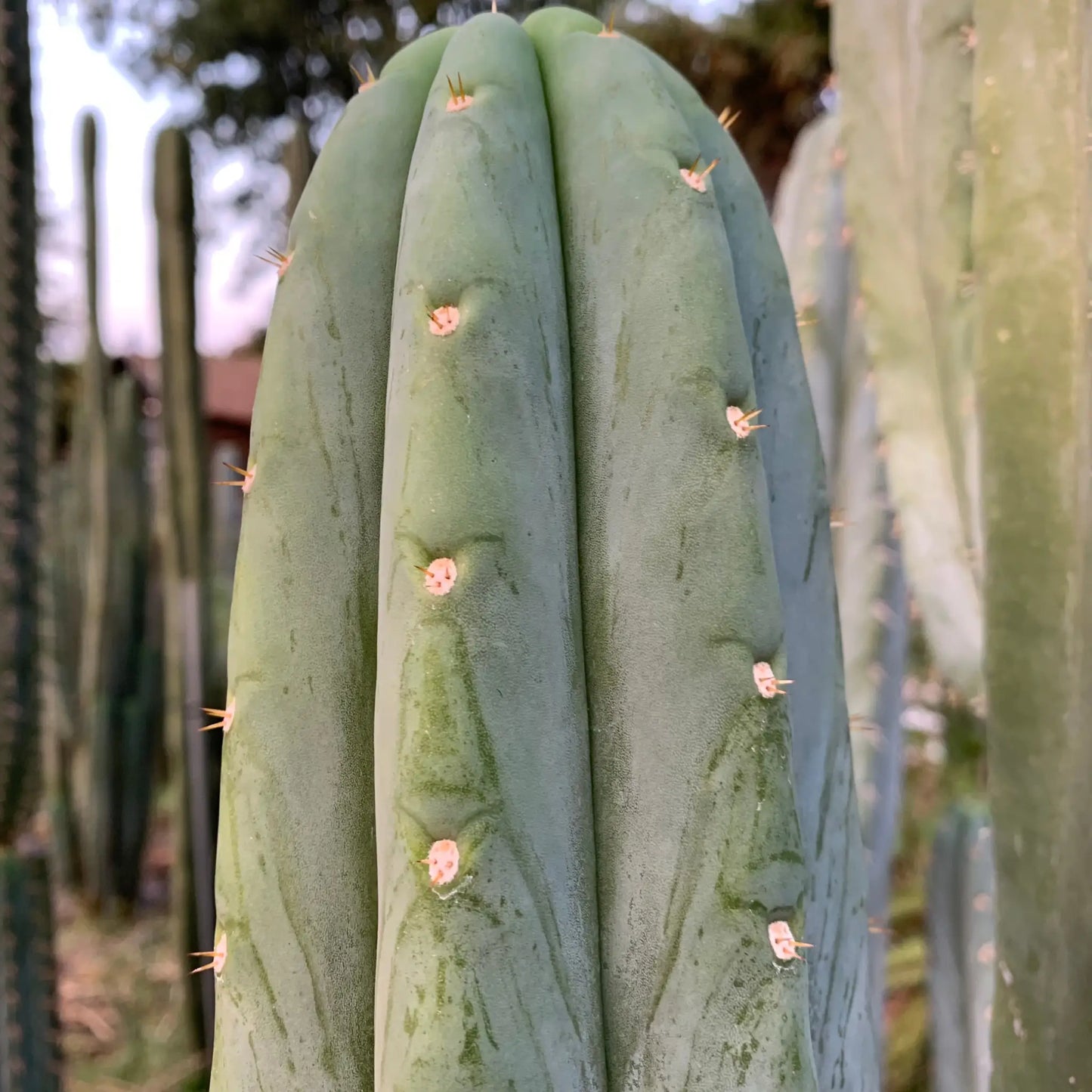 pach JS306 - live cactus plant