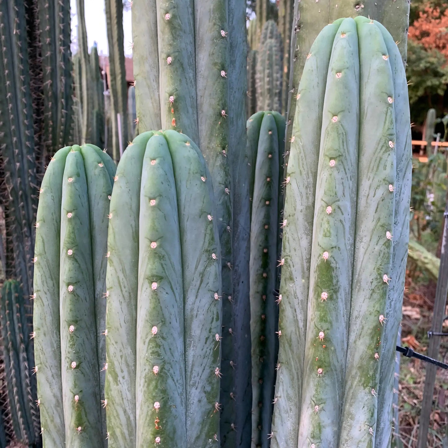 pach JS306 - live cactus plant