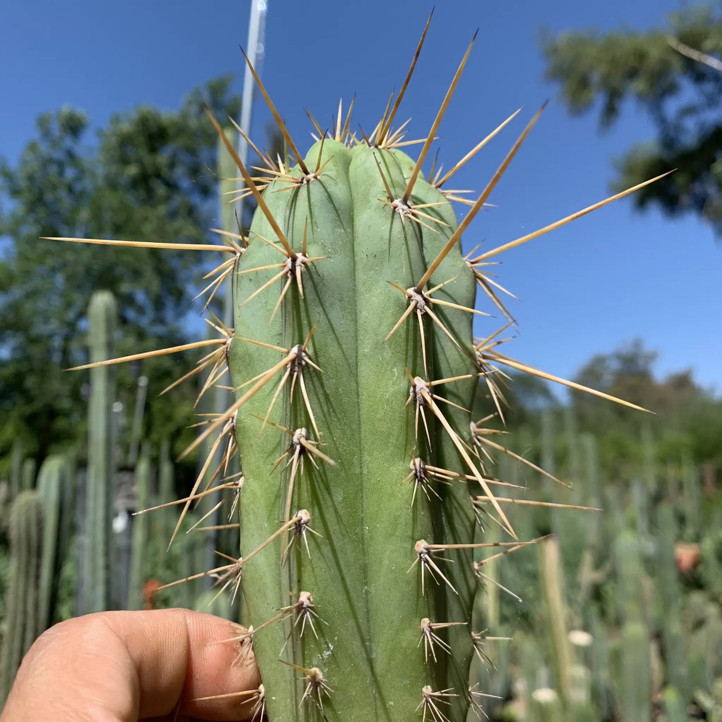 peru v. cuzco ‘Middleton’ - o2 14” tip cutting - live