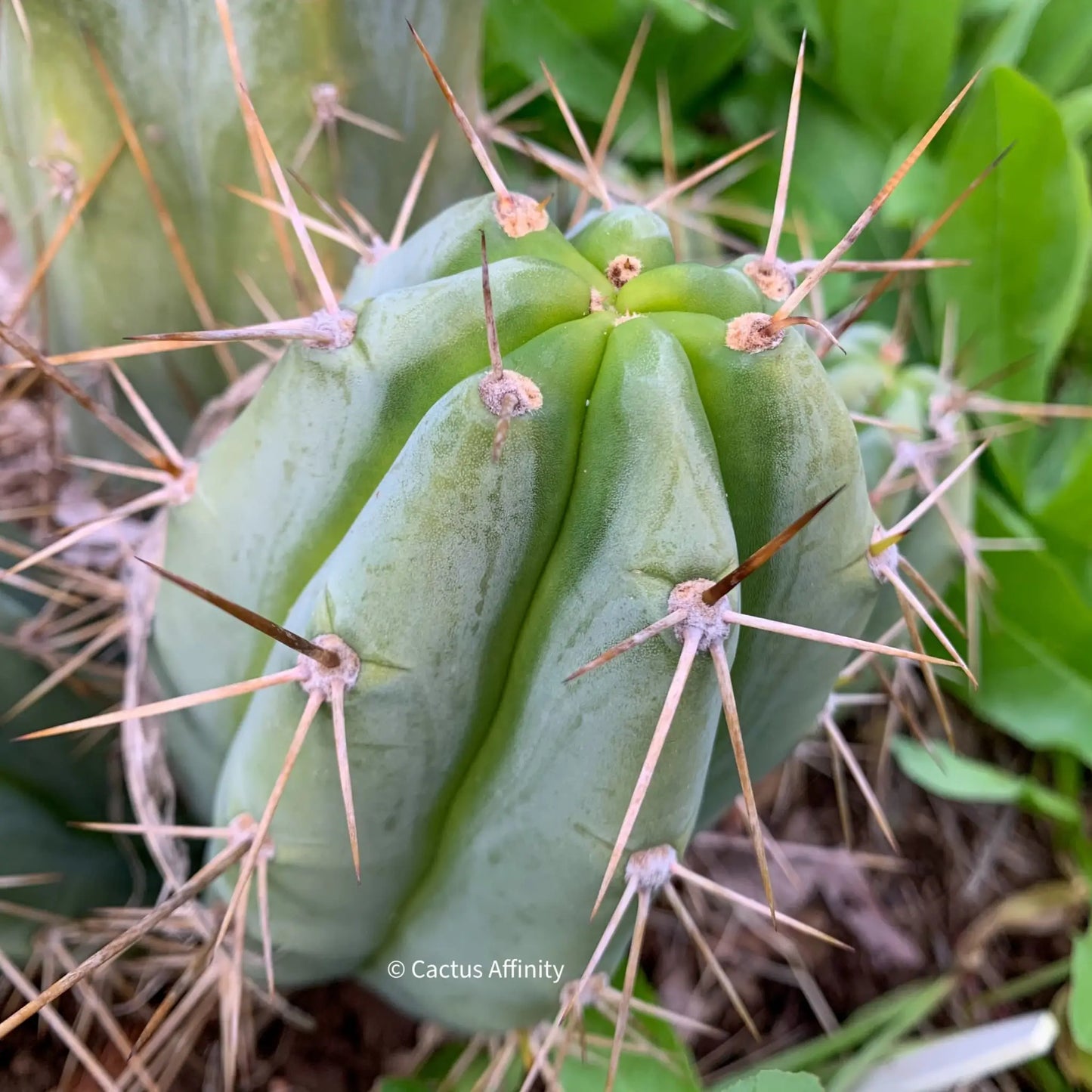 (peru x TJG) SS02 - one 10” tip cutting - live cactus plant