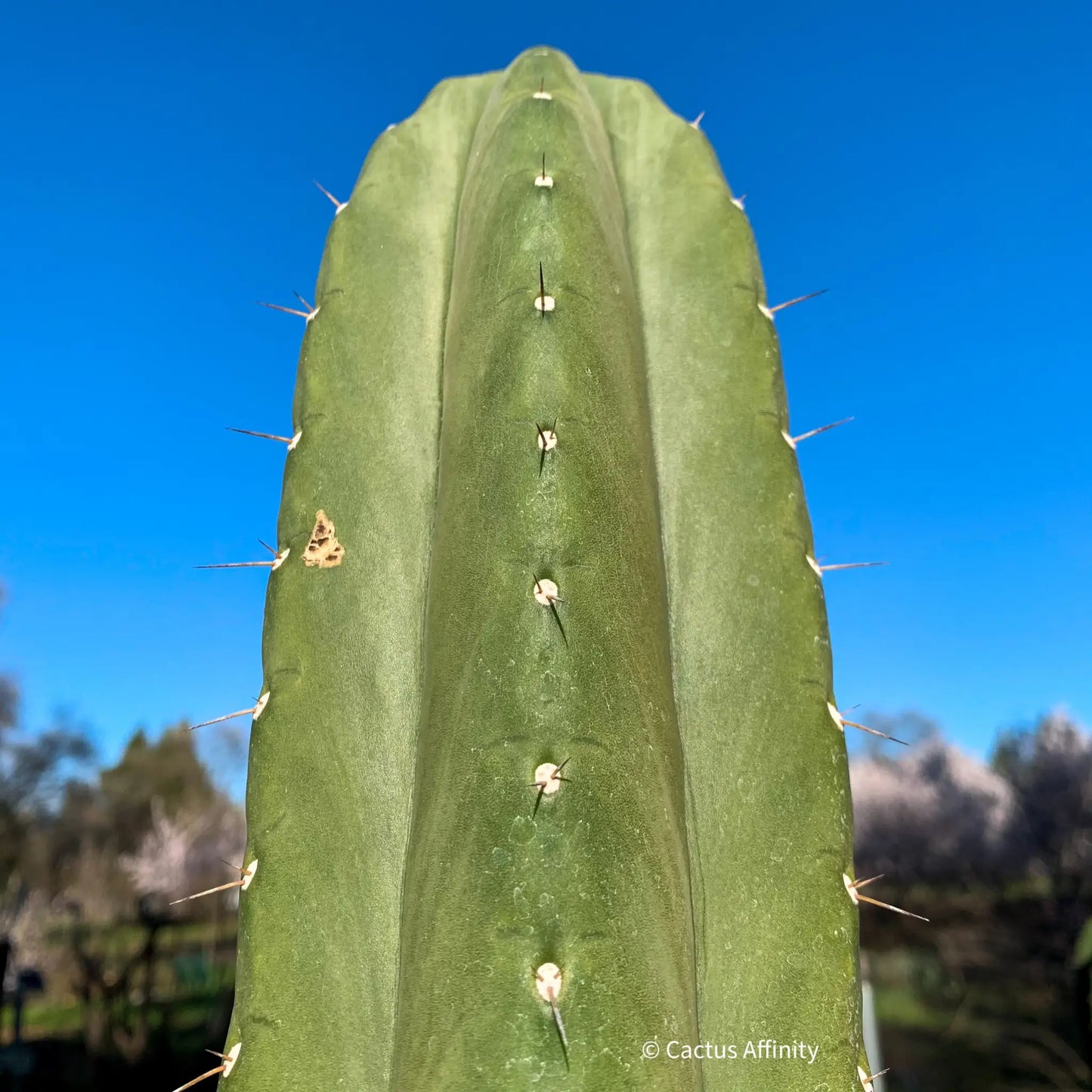 peru ex Hutchison 543b BBG - live cactus plant