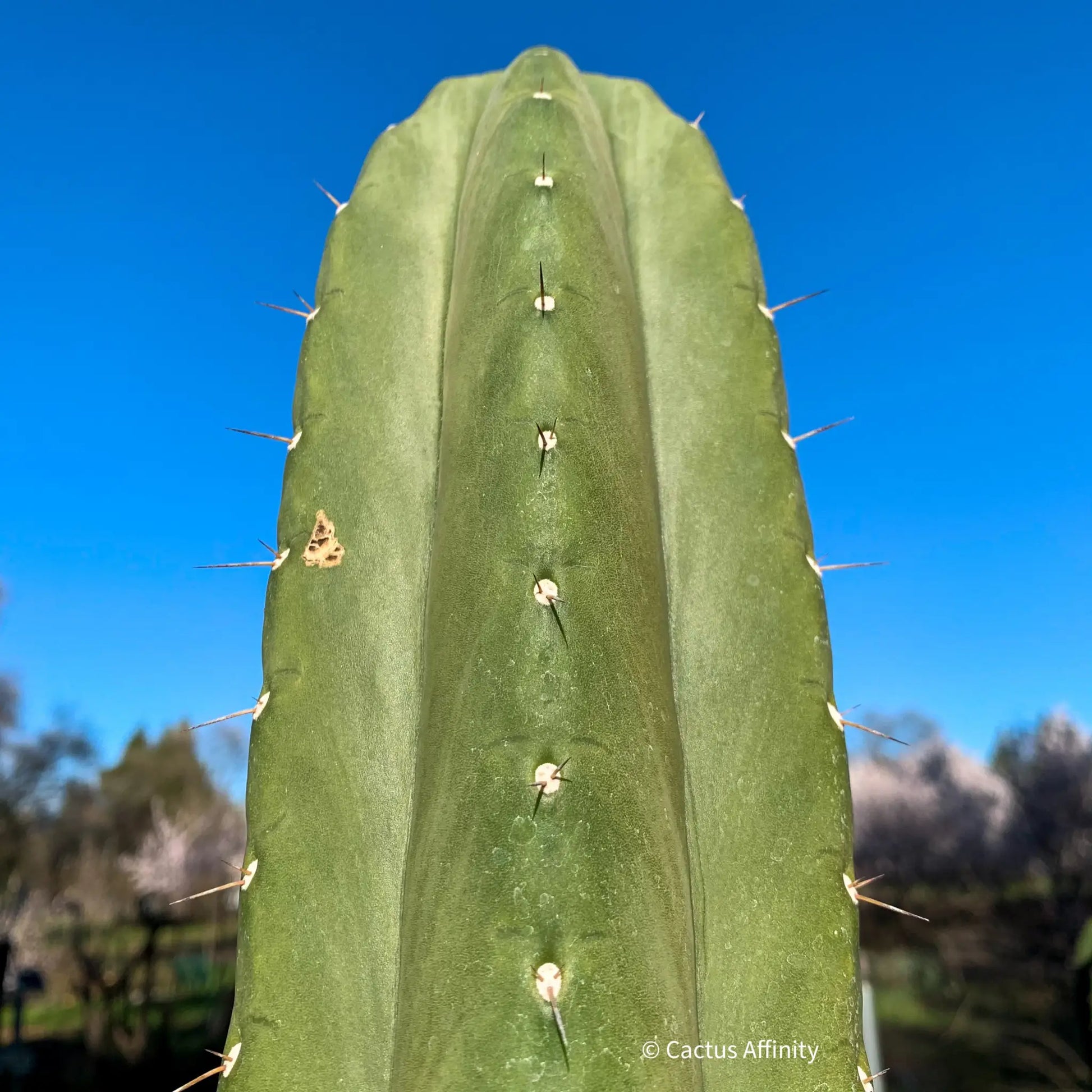 peru ex Hutchison 543b BBG - live cactus plant