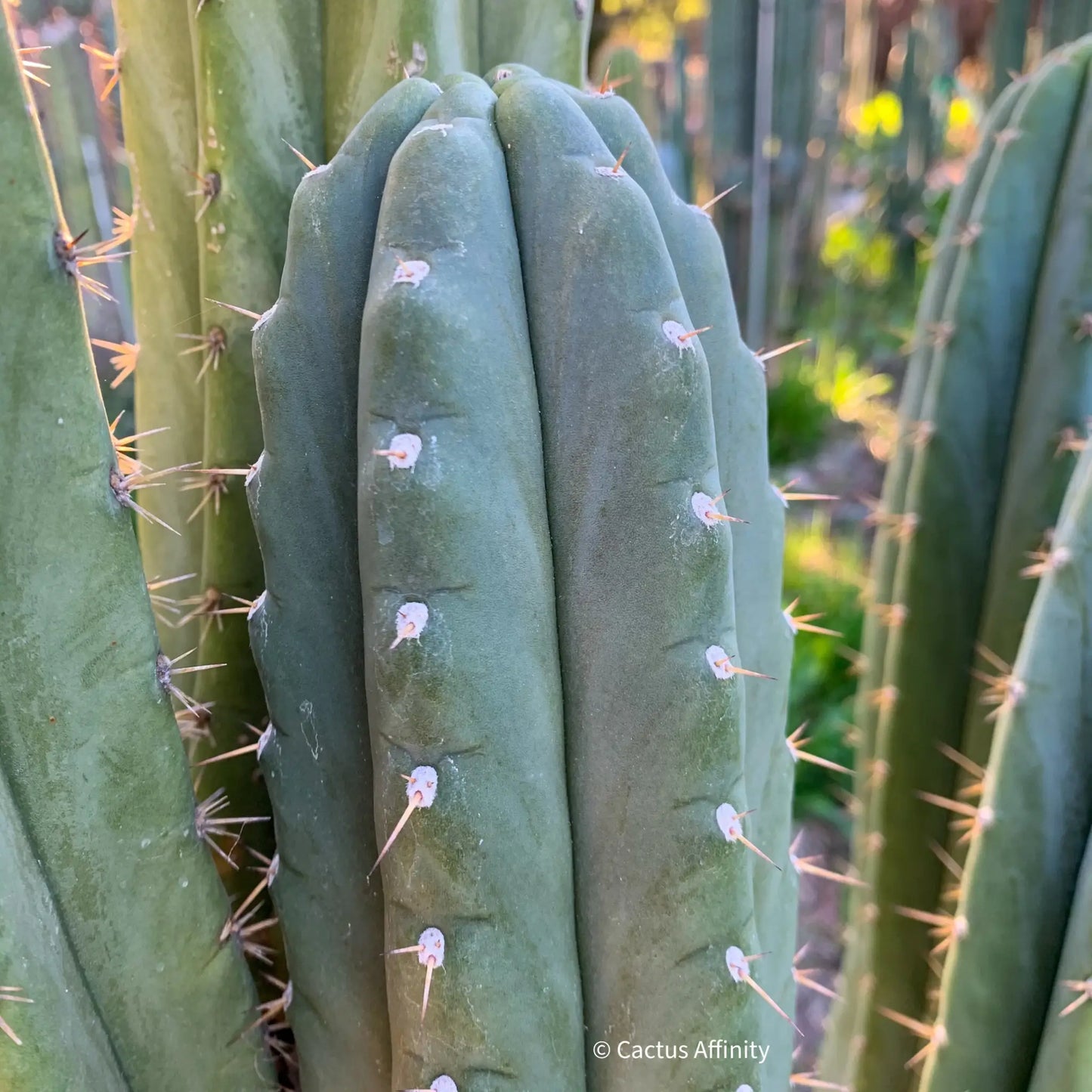 peru ex Hutchison 543b BBG - live cactus plant