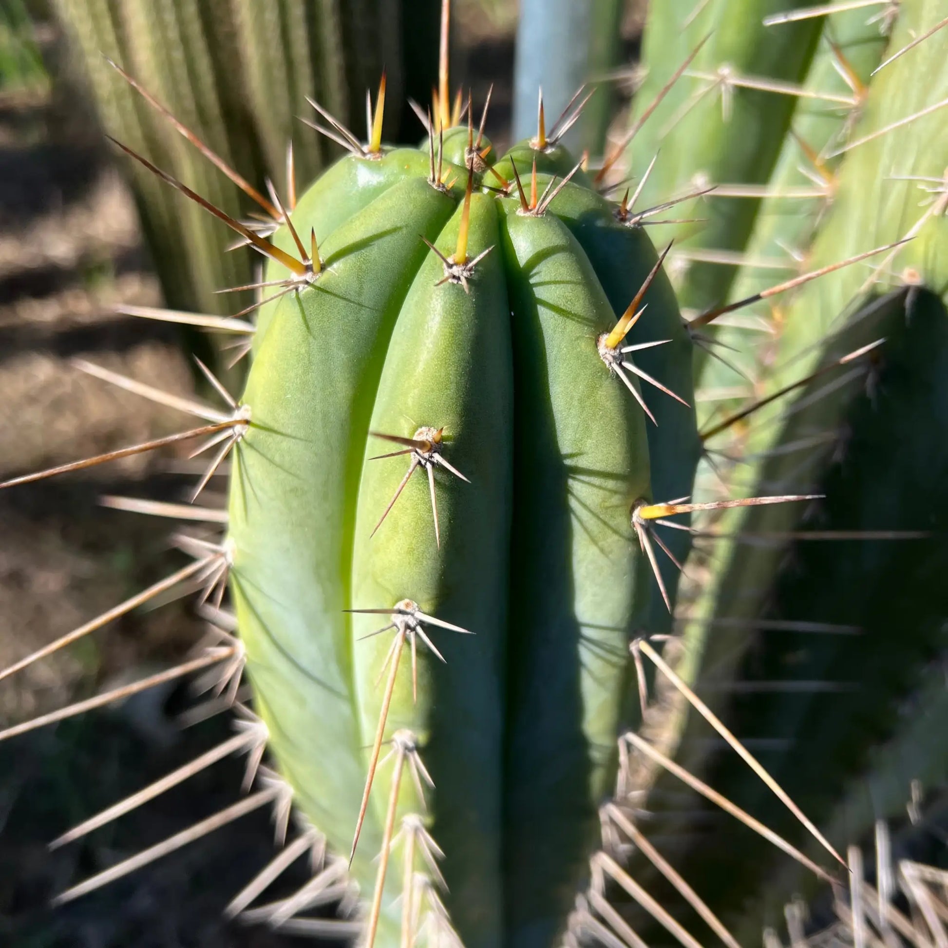 peru JS132 - live cactus plant