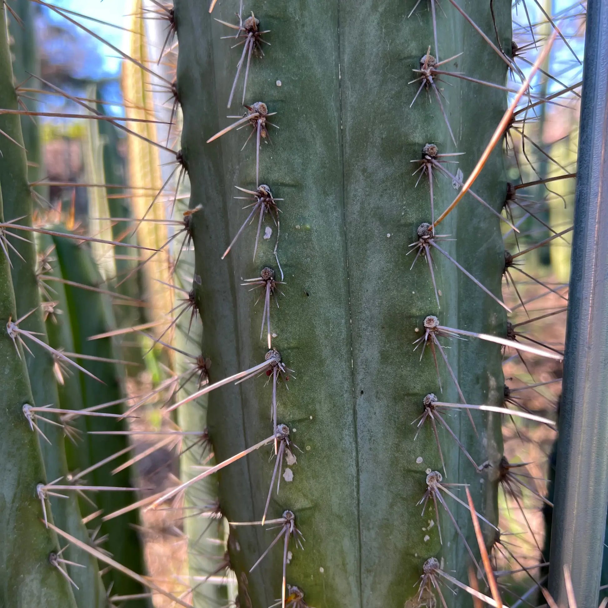 peru JS132 - live cactus plant