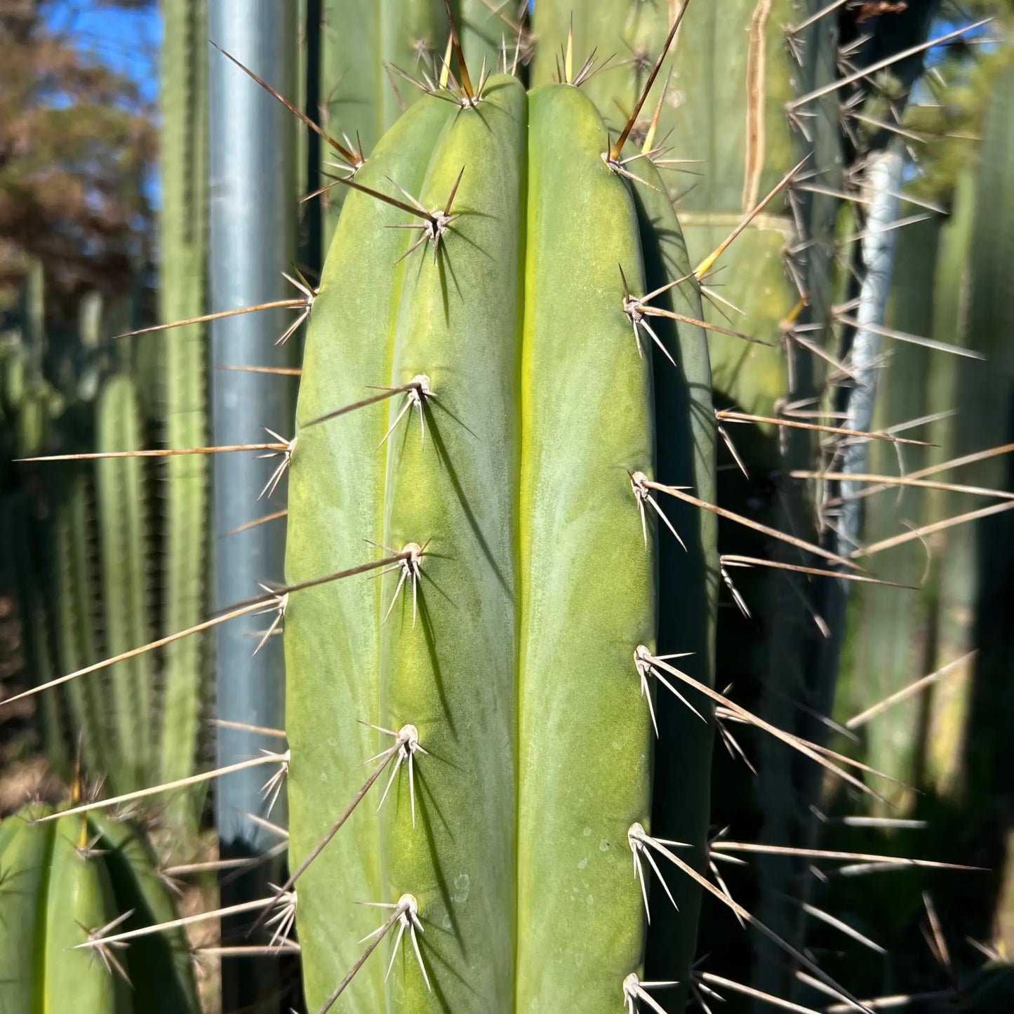 peru JS132 - live cactus plant