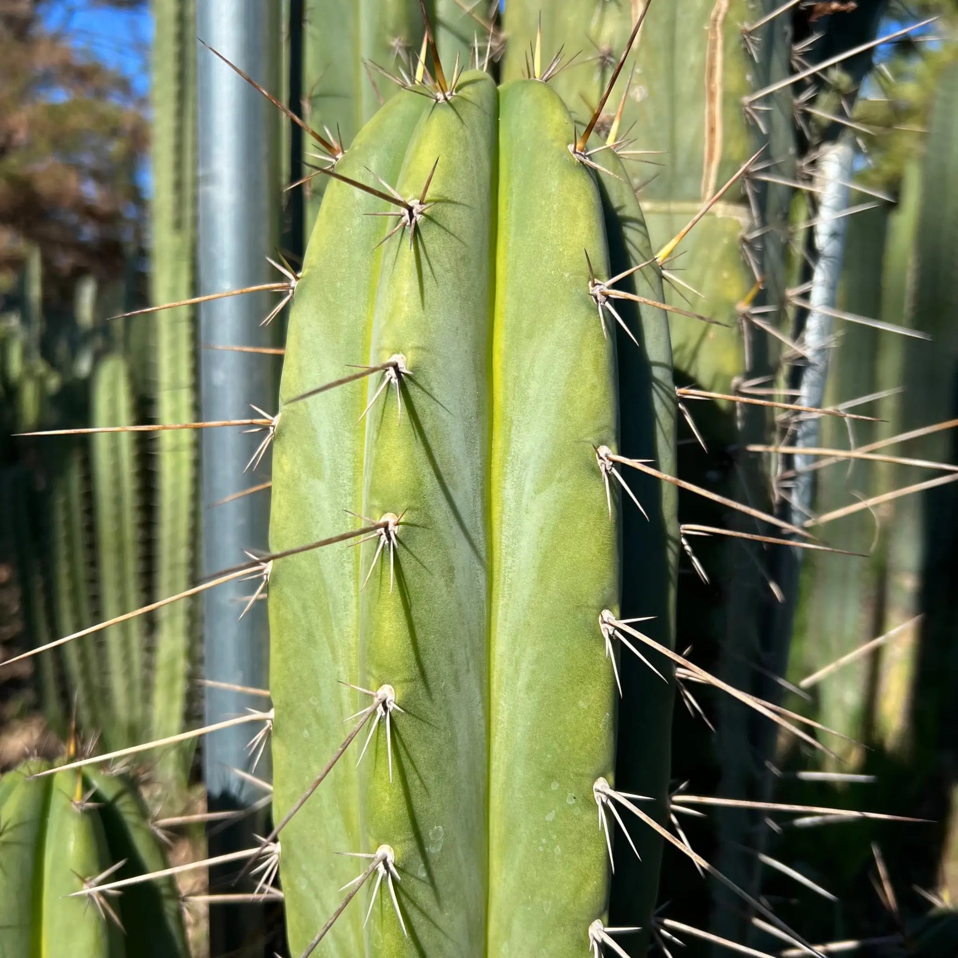 peru JS132 - live cactus plant