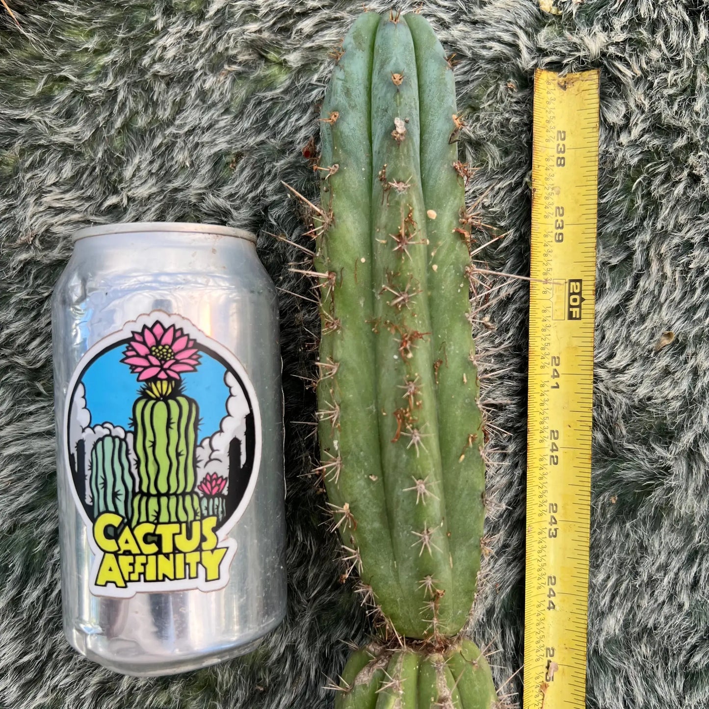 peru JS135 - 20” tip cut