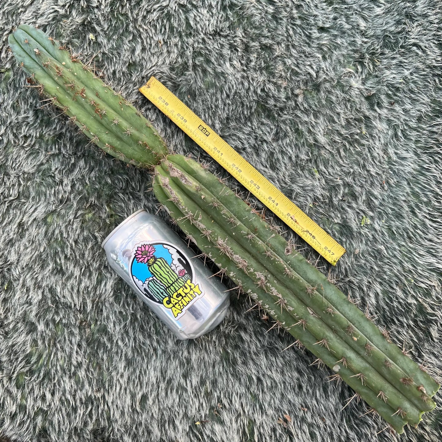 peru JS135 - 20” tip cut