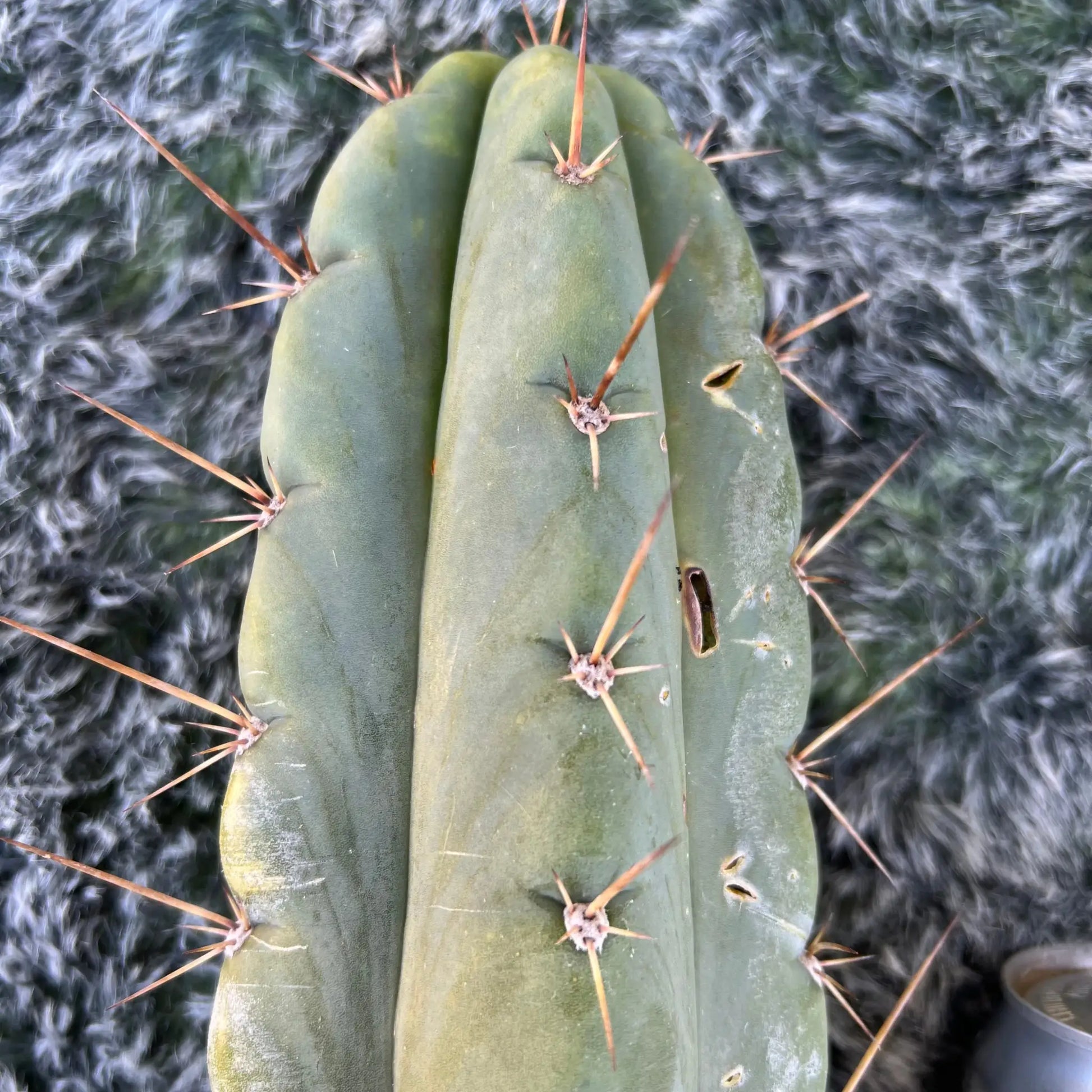 peru JS399 - live cactus plant