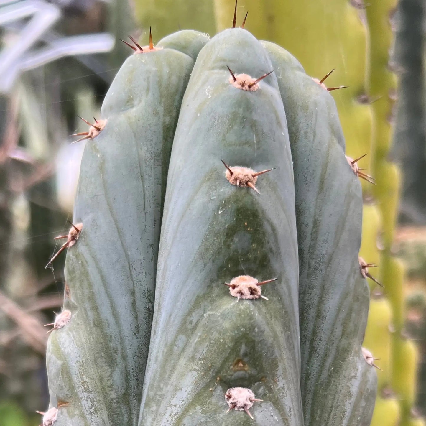 peru JS505 - b7 10” tip cut - live cactus plant