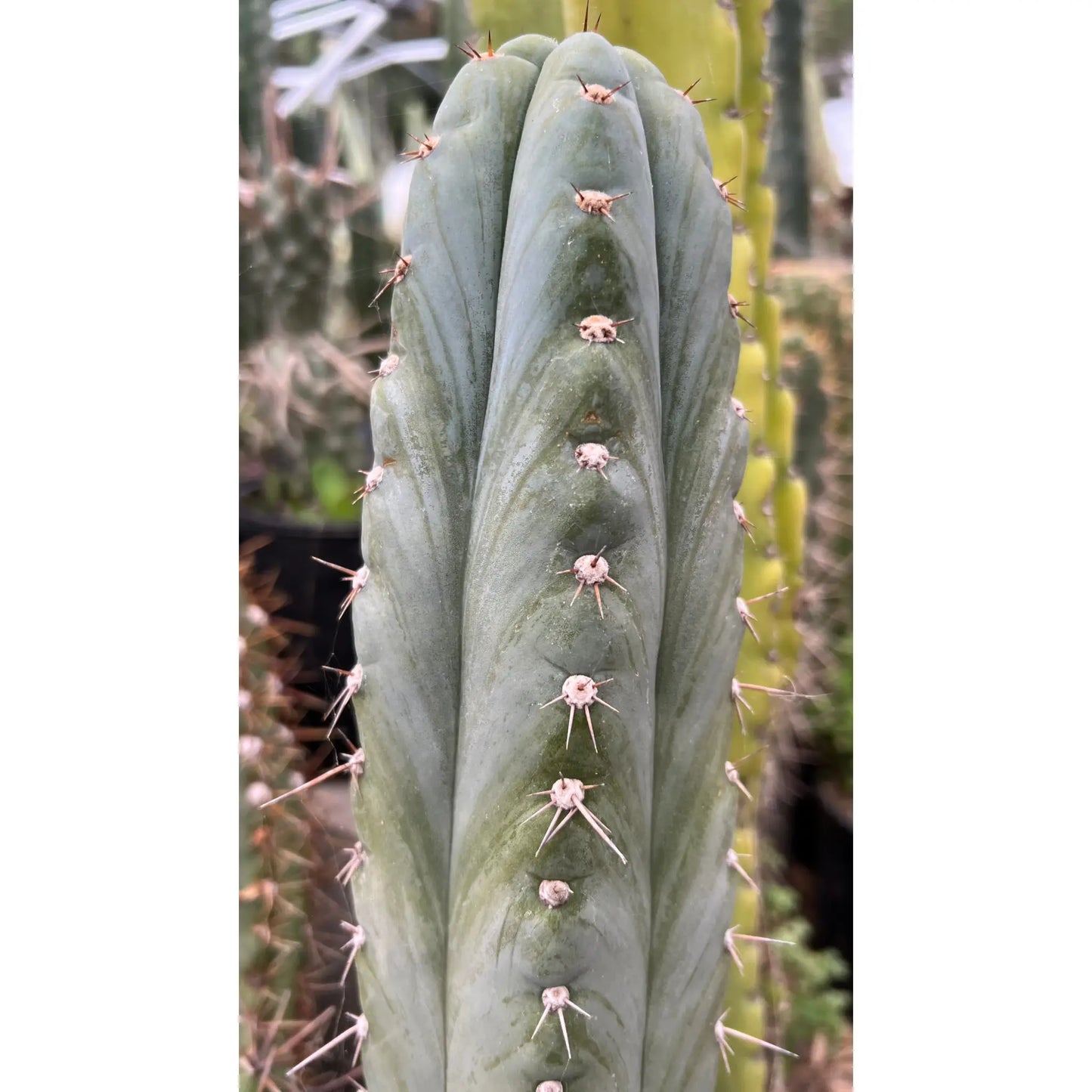 peru JS505 - b4 17” tip cut (free ship)