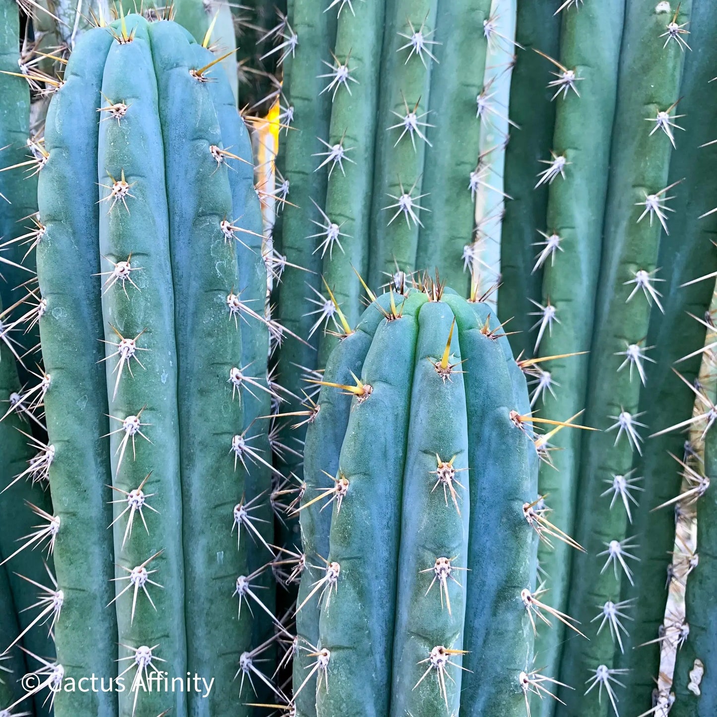 peru sp. puquiensis Jessica - live cactus plant