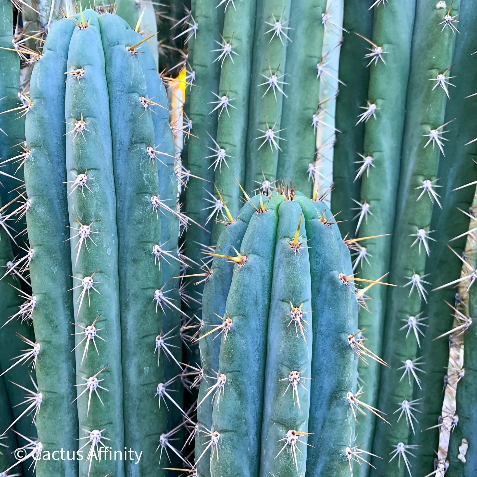 peru sp. puquiensis Jessica - live cactus plant