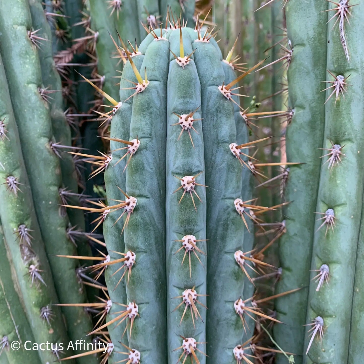 peru sp. puquiensis BBG#? JS206 - one 10” tip cutting