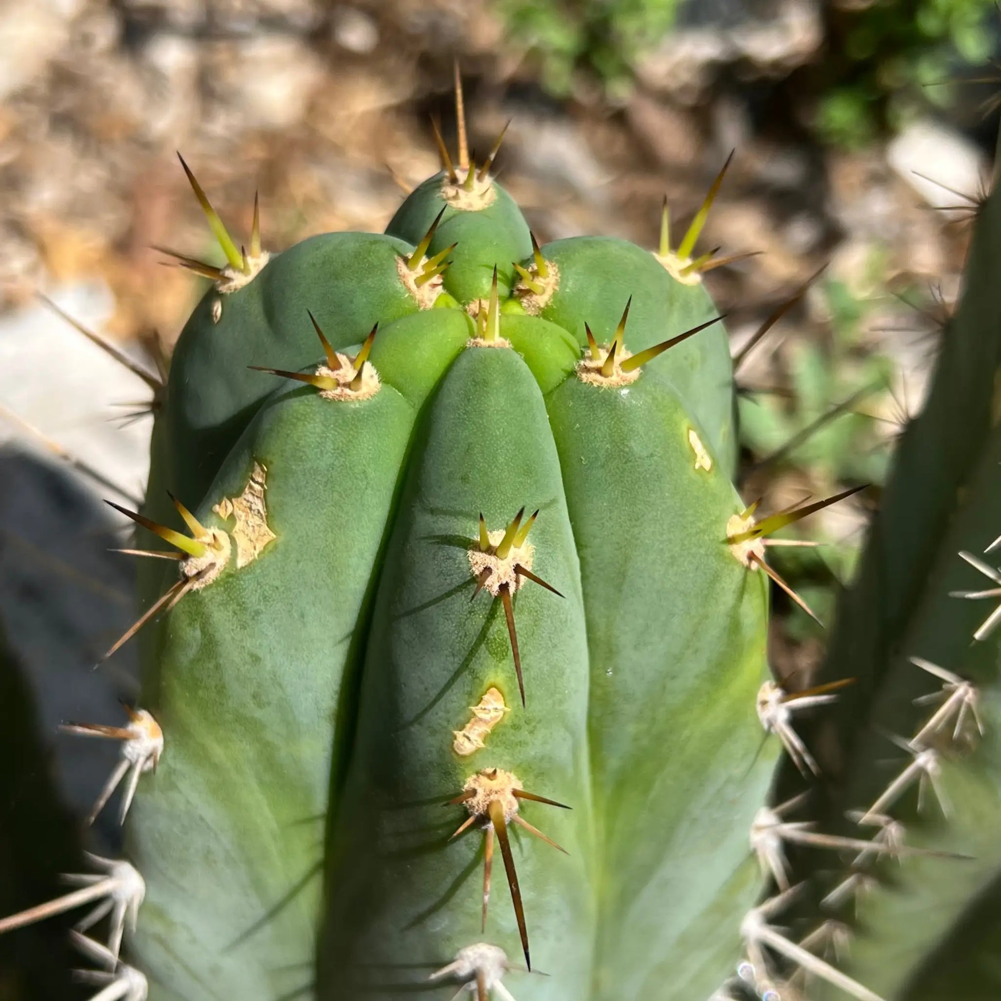 peru cv. Tarmaensis - live cactus plant