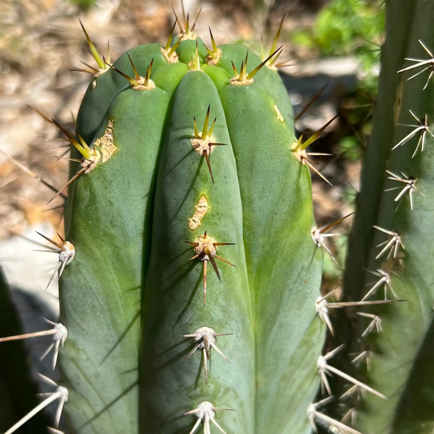 peru cv. Tarmaensis - soon