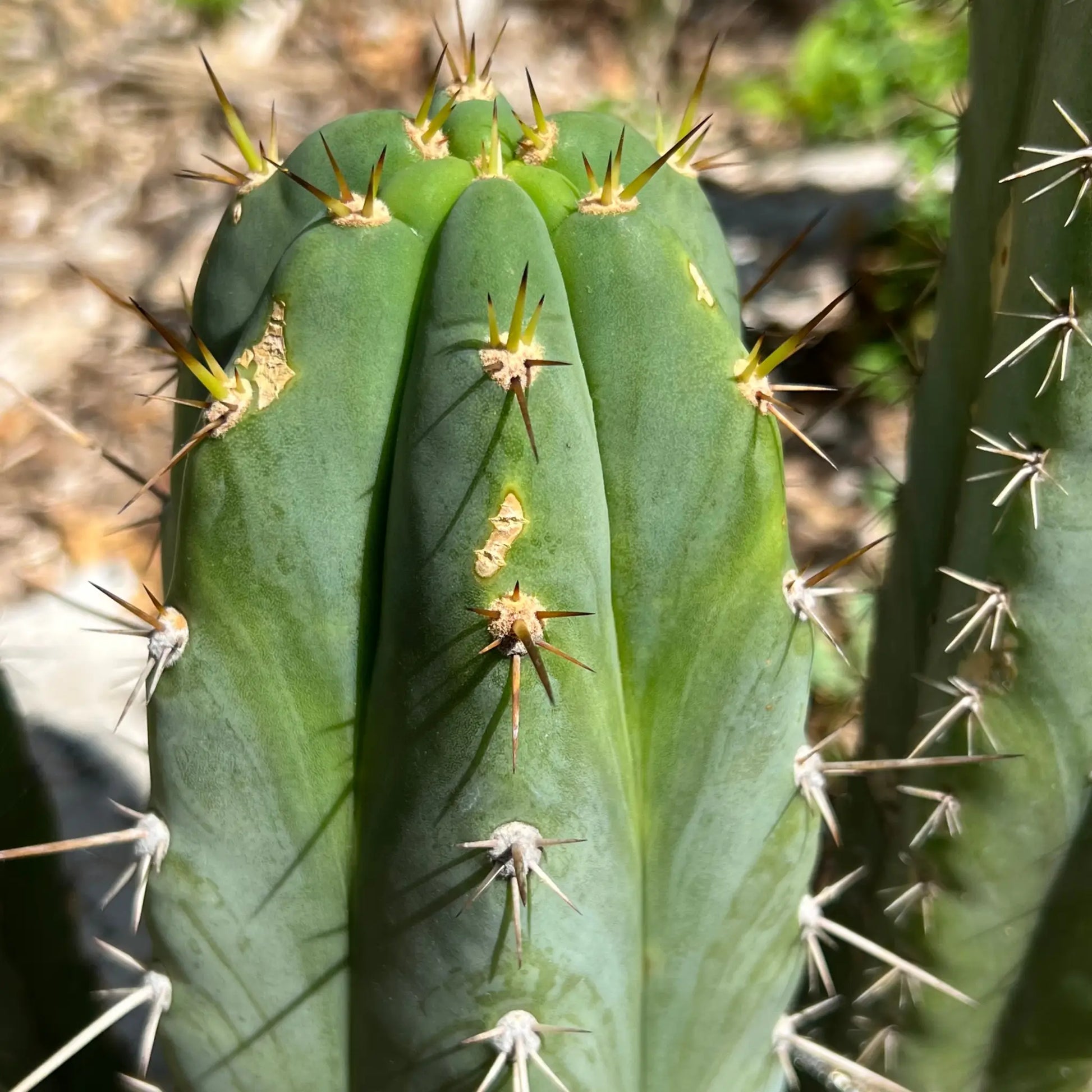 peru cv. Tarmaensis - live cactus plant
