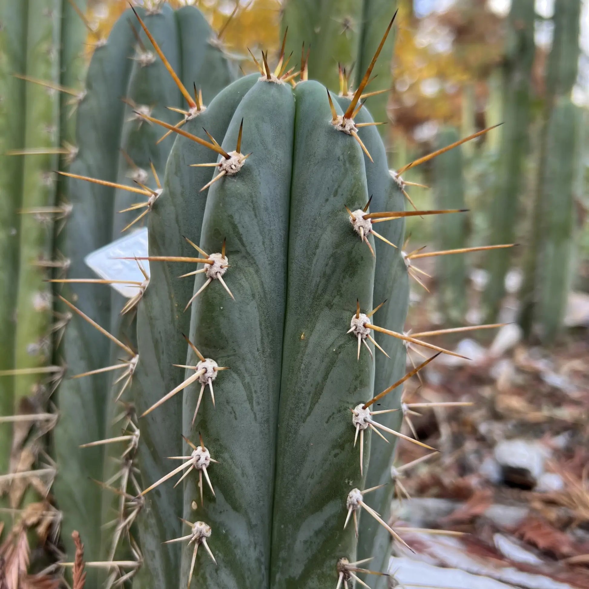 peru cv. Tarmaensis - live cactus plant