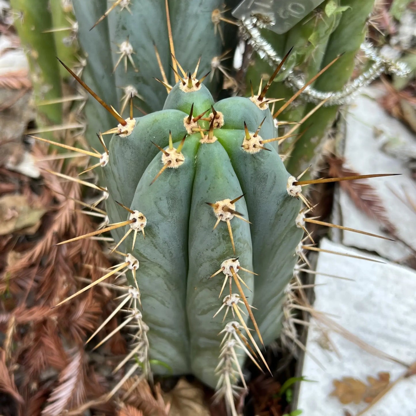 peru cv. Tarmaensis - soon