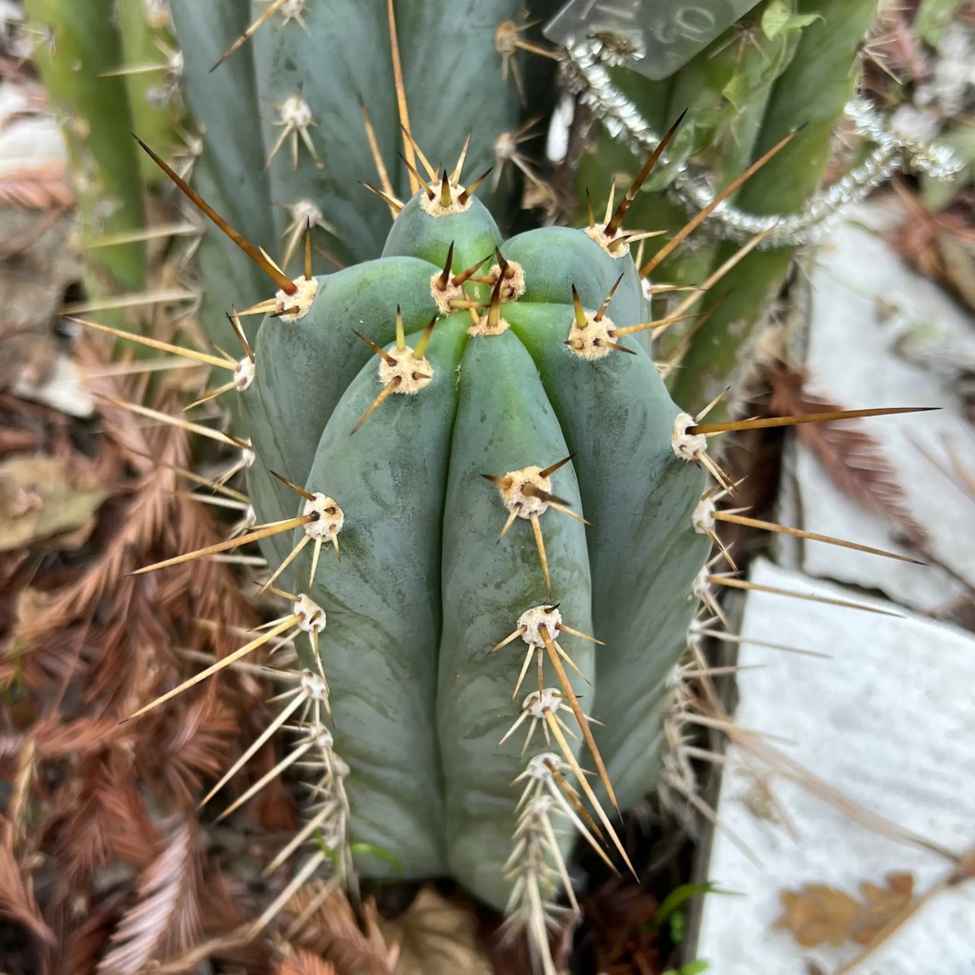 peru cv. Tarmaensis - live cactus plant