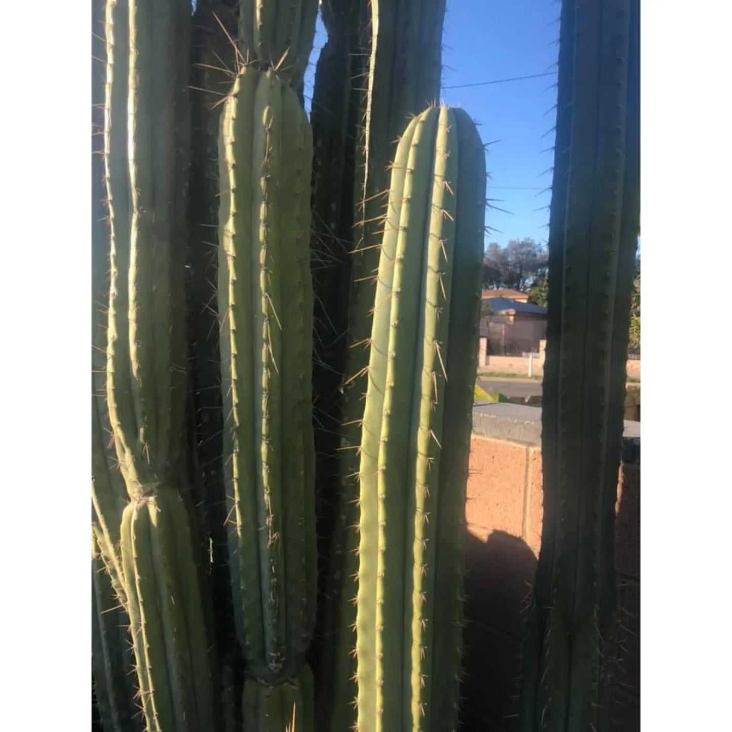 perugesii bridgianus? - n7 14” tip cut - live cactus plant