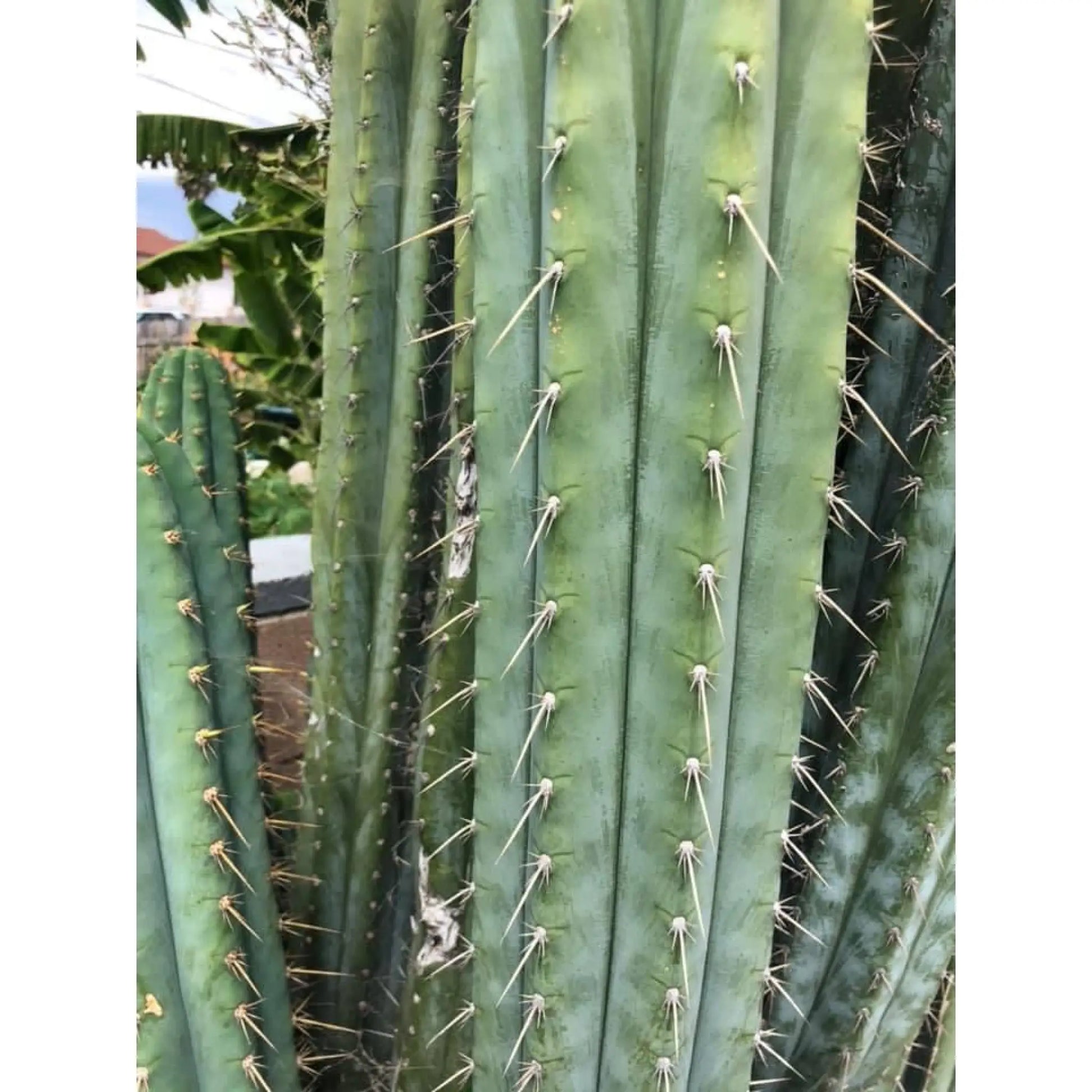 perugesii bridgianus? - n7 14” tip cut - live cactus plant