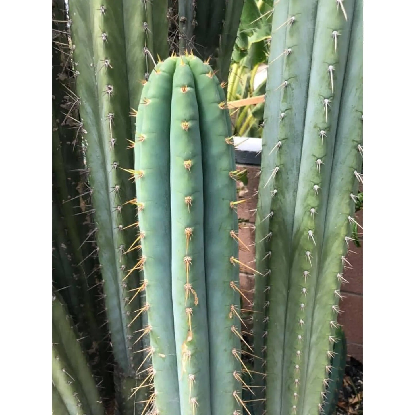 perugesii bridgianus? - n7 14” tip cut - live cactus plant