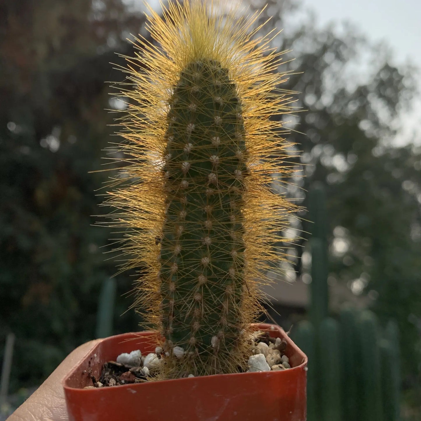 Pilosocereus tilianus - live cactus plant