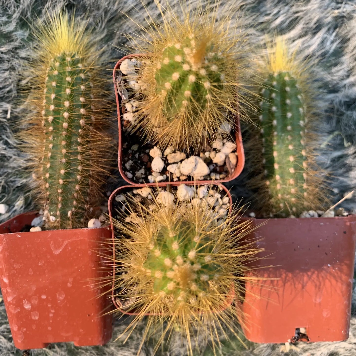 Pilosocereus tilianus - live cactus plant