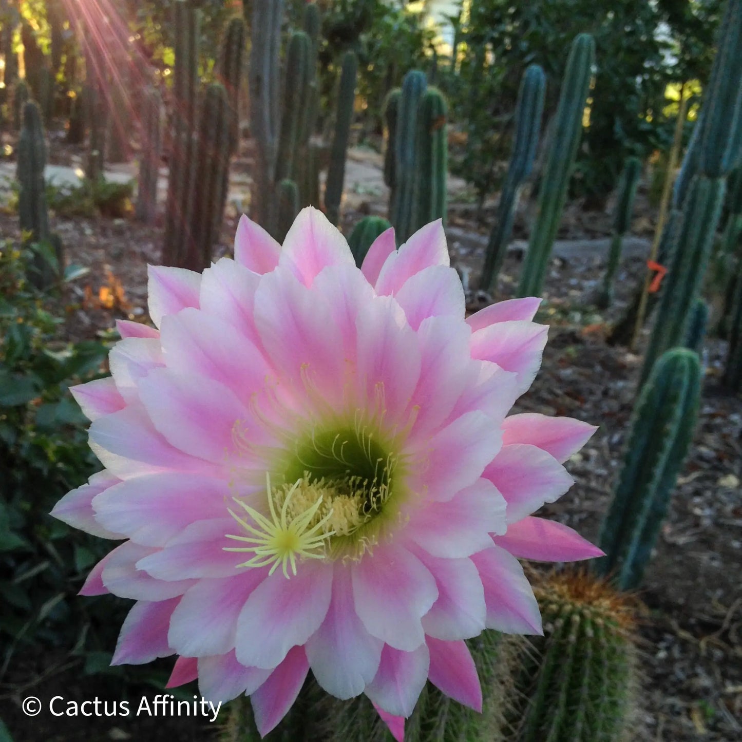 Pink Glory - one 10” tip cut - live cactus plant cutting
