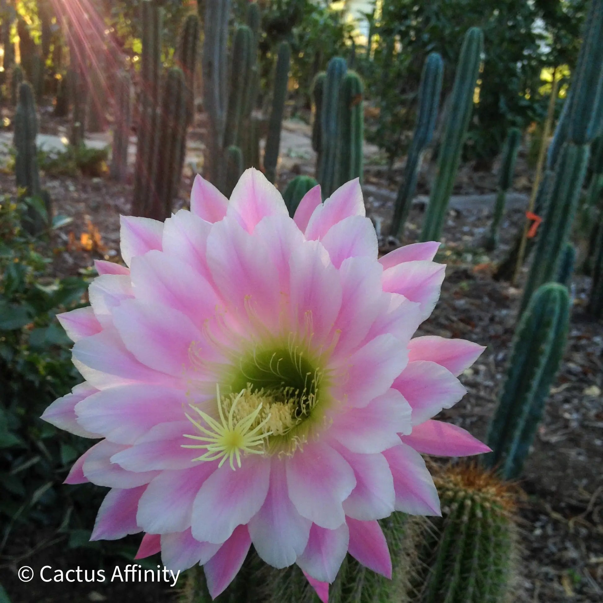Pink Glory - one 10” tip cut - live cactus plant cutting