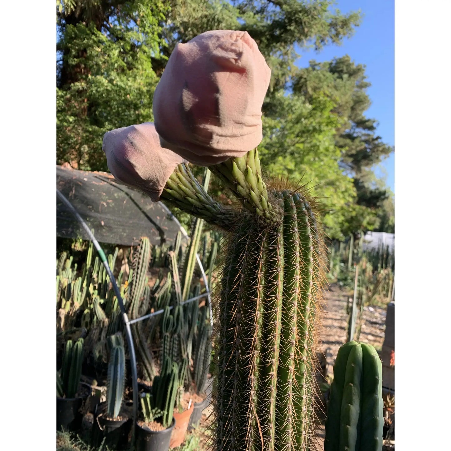 Pink Glory - one 10” tip cut - live cactus plant cutting