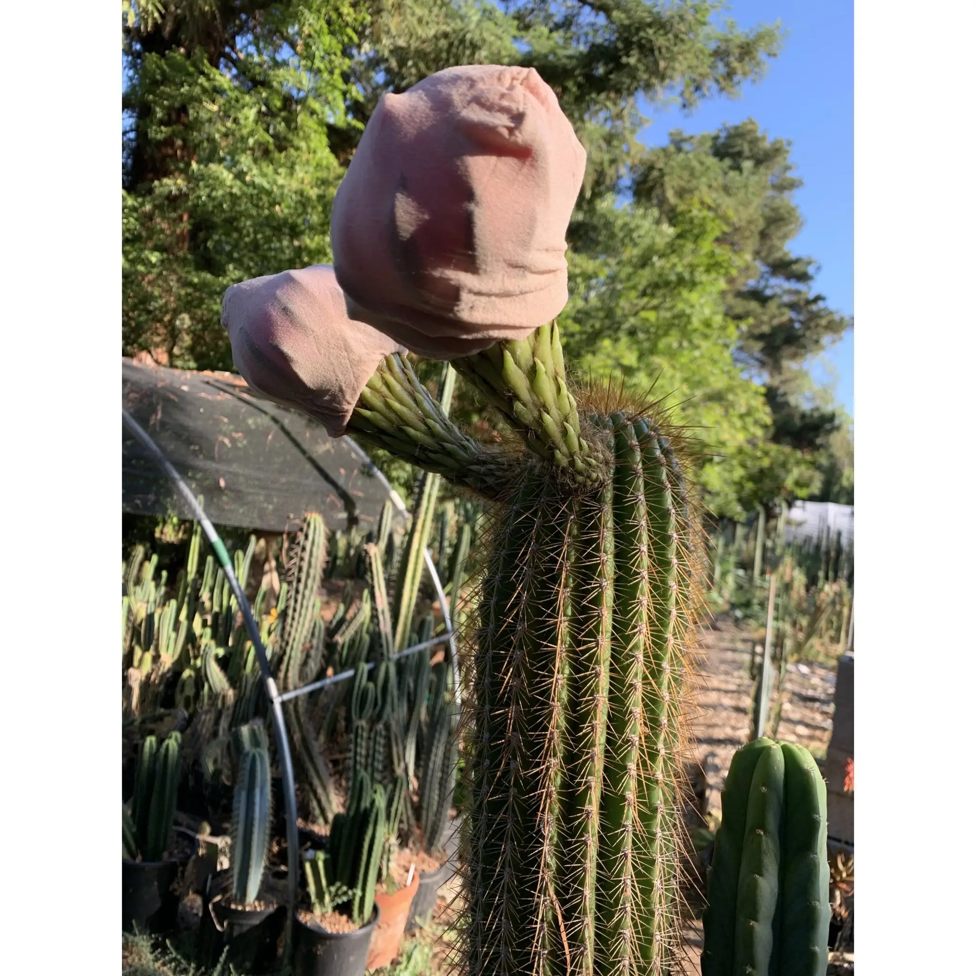 Pink Glory - one 10” tip cut - live cactus plant cutting