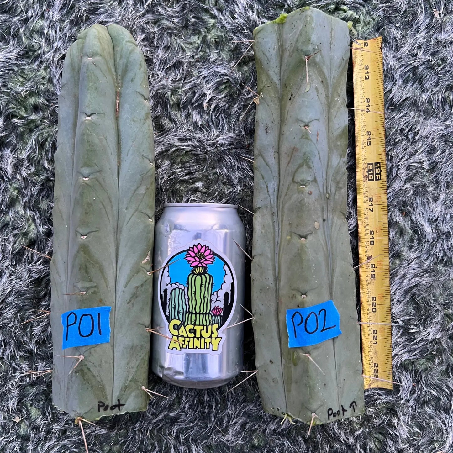 Poot’s bridge - PO1 10” tip cut - live cactus plant