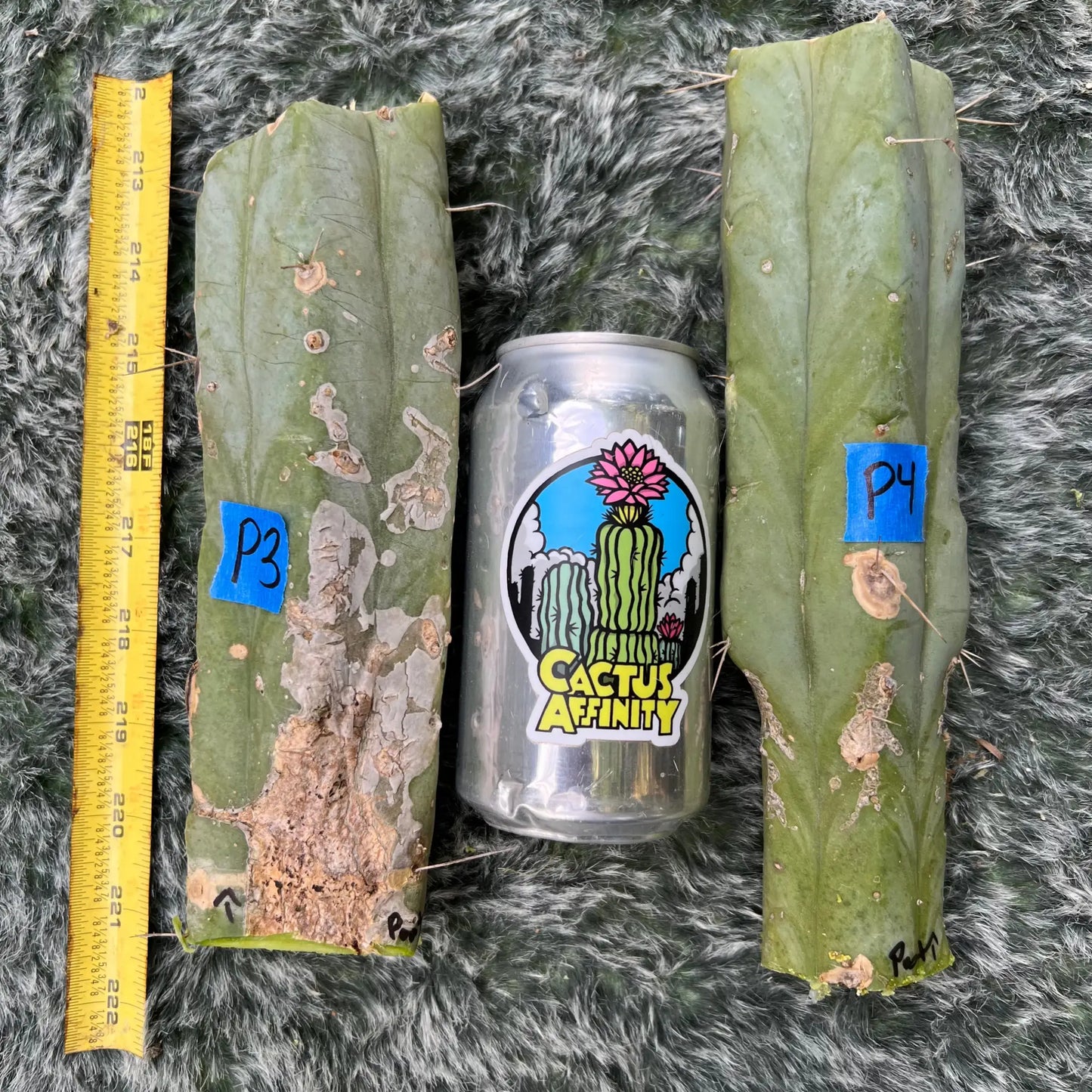 Poot’s bridge - P3 8” center cut - live cactus plant
