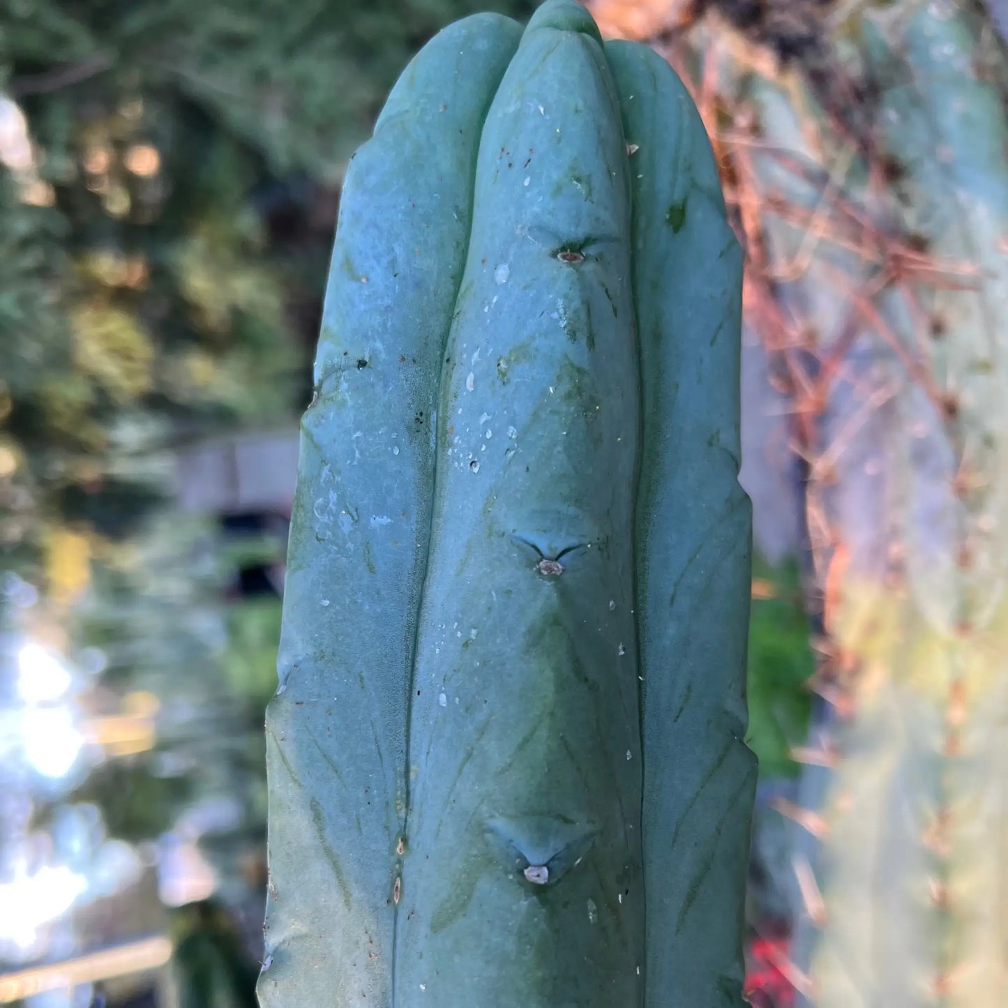 Poot’s bridge - live cactus plant