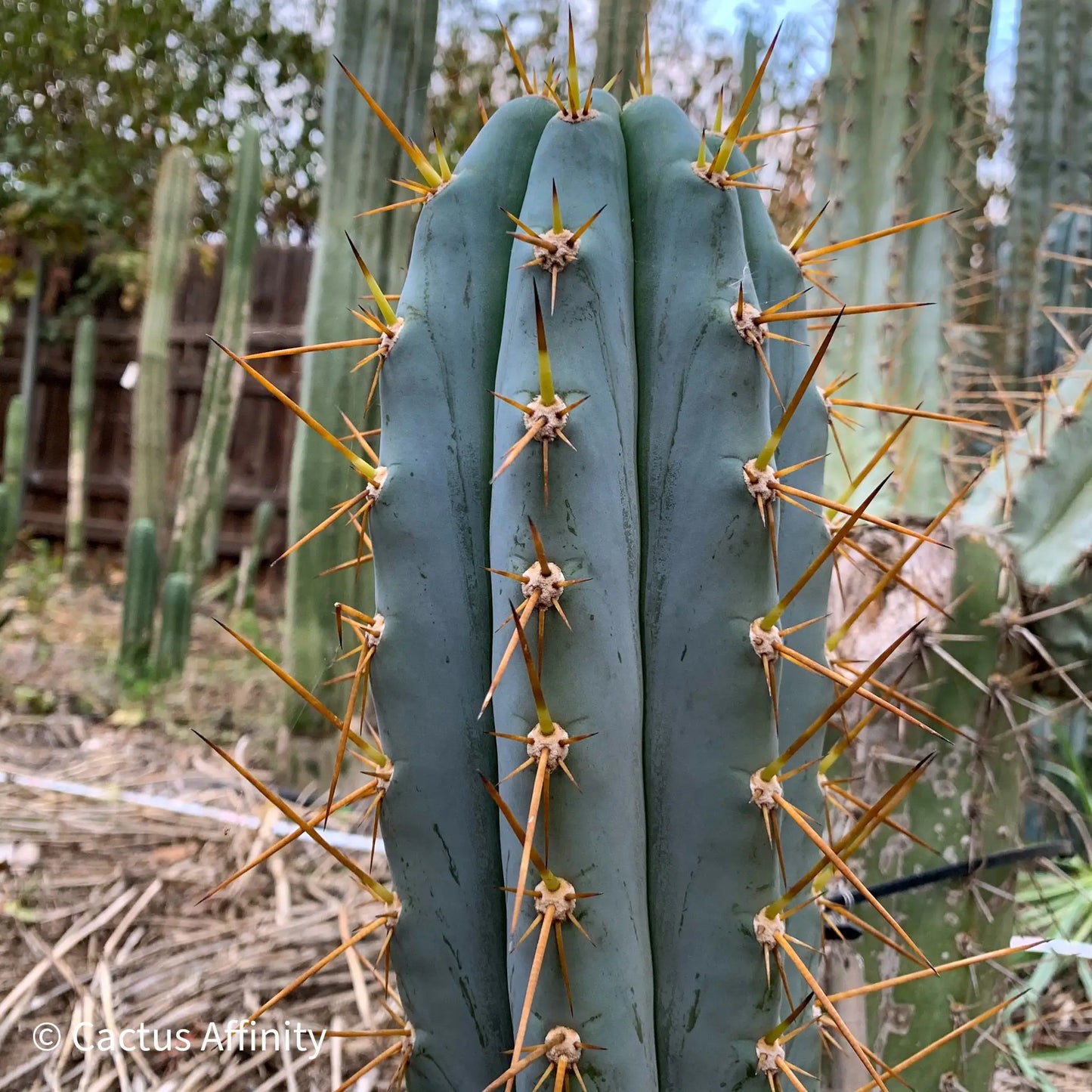 Poot’s peru #2 JS209 - live cactus plant