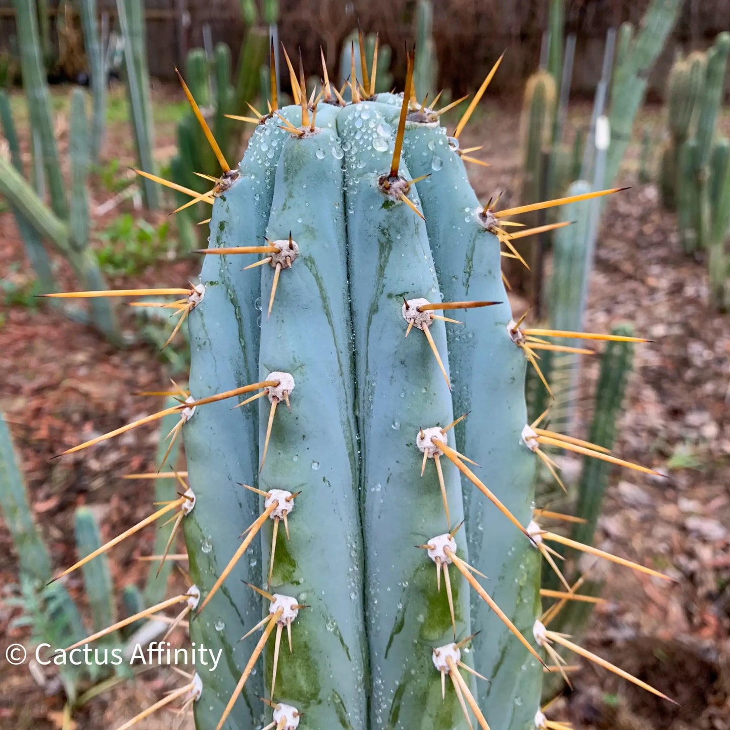 Poot’s peru #2 JS209 - live cactus plant
