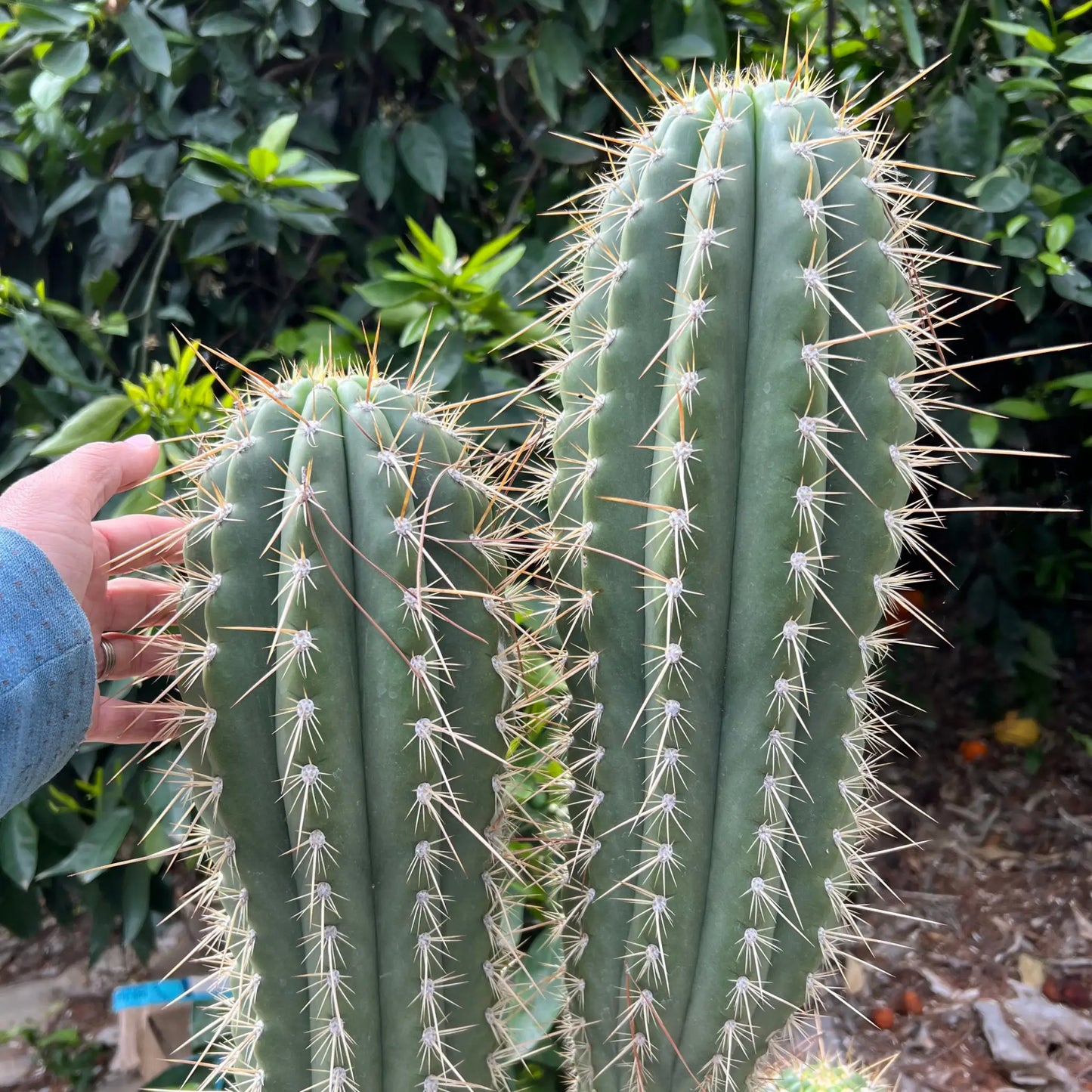 Poot’s validus - h2 10” tip cut - live cactus plant