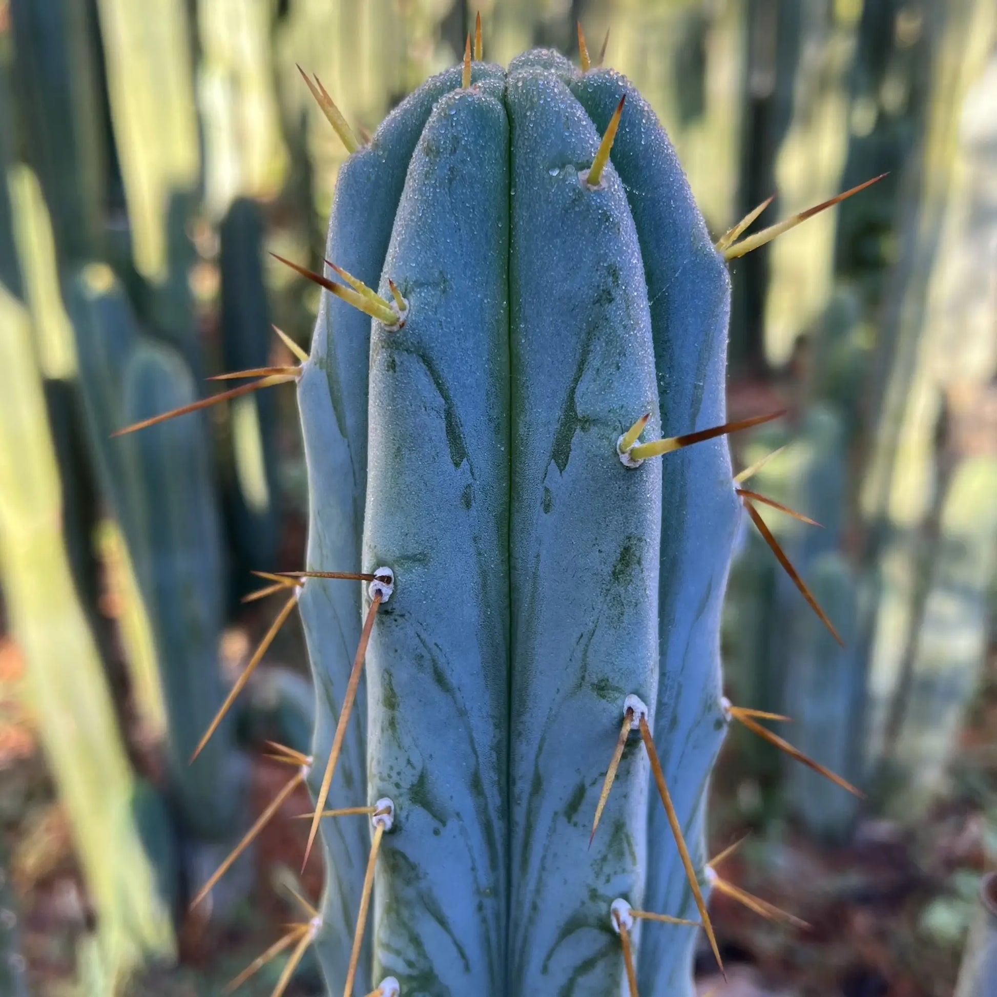 Psycho0 - live cactus plant